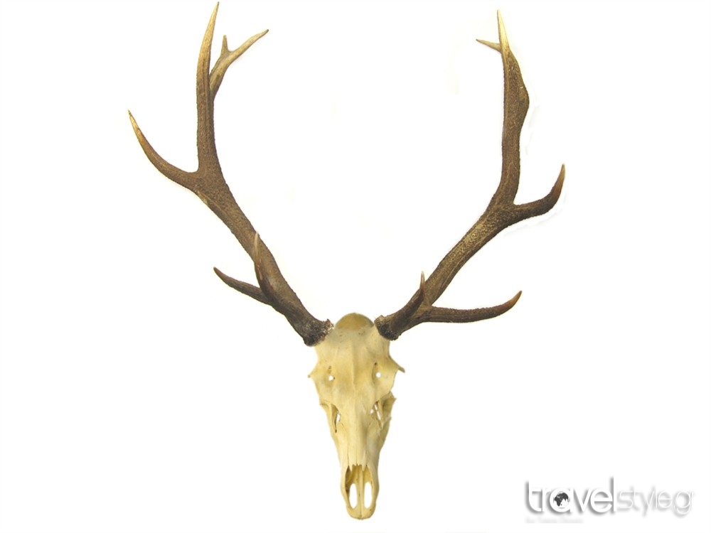 stag_antler_on_skull_1as - Copy