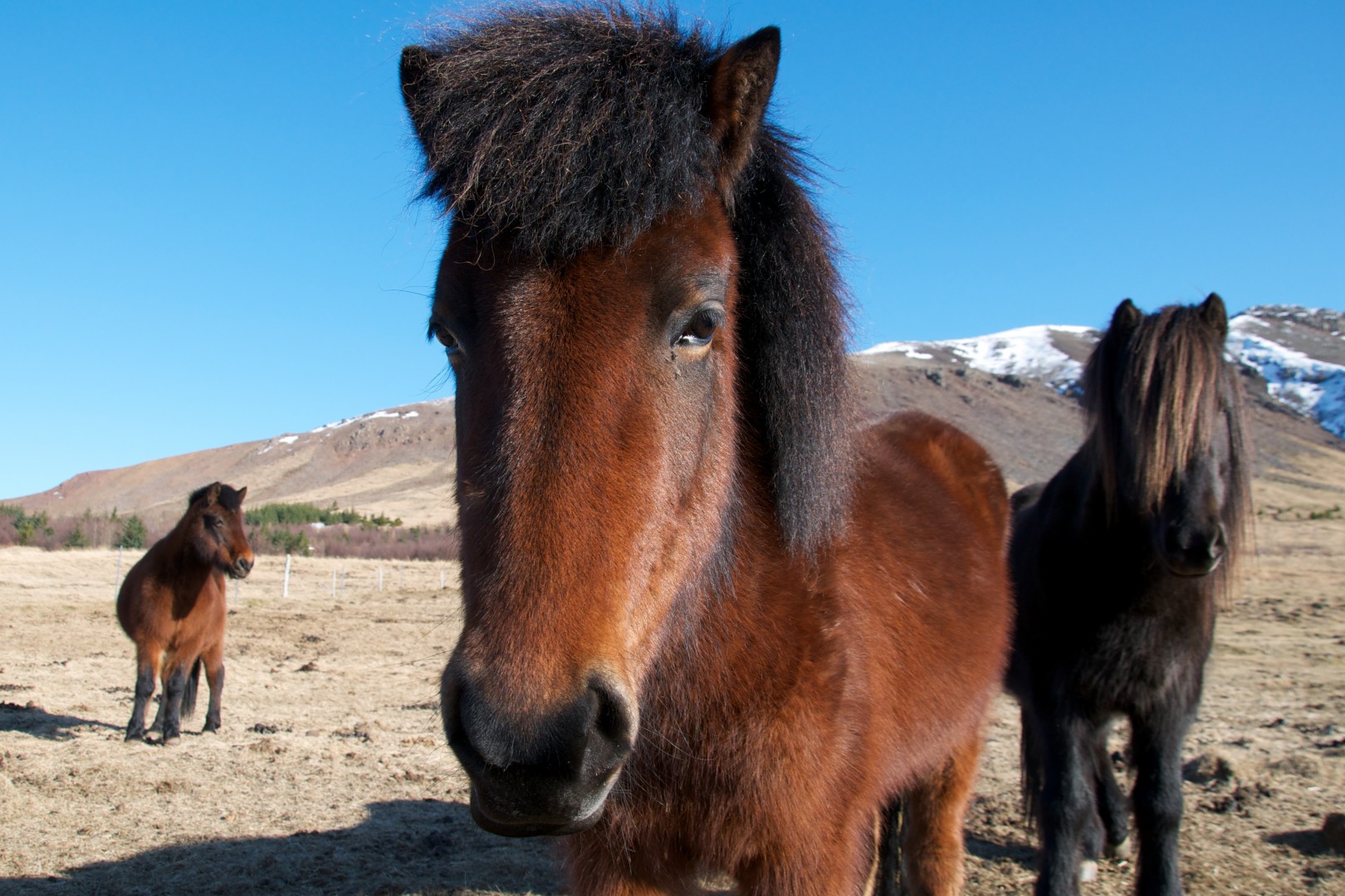 Iceland Ponies. Photo by winnie_pix CC BY
