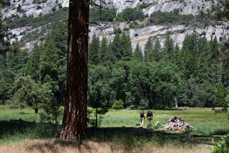 Members of the Secret Service work in a meadow near where President Barack Obama was speaking in the Yosemite Valley at Yosemite National Park, Calif., on Saturday, June 18, 2016. The Obama family traveled to Yosemite to celebrate the 100th anniversary of the creation of America's national park system. (AP Photo/Jacquelyn Martin)