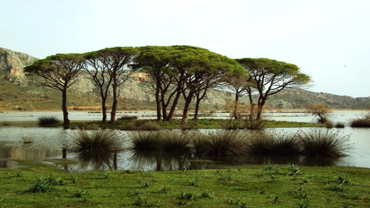 Δάσος Στροφυλιάς Πελοπόννησος