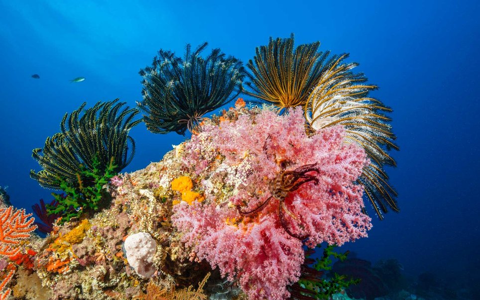 Colored Coral Reef