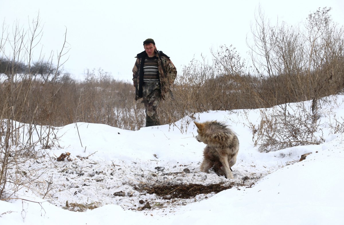 Στο Τσερνόμπιλ η άγρια φύση οργιάζει...Όσο απουσιάζουν παντελώς οι άνθρωποι,τα ζώα αυξάνονται αλματωδώς