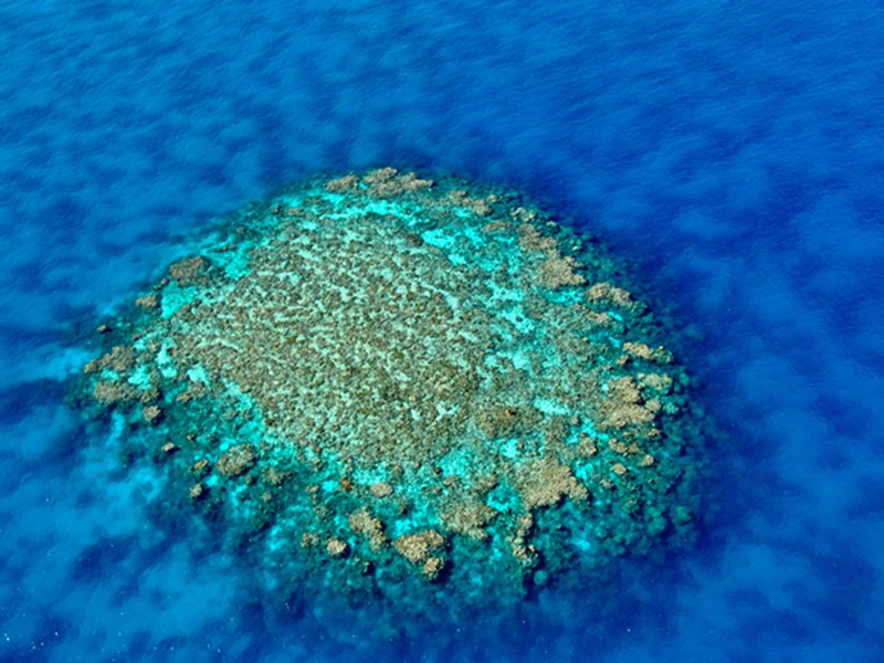 SOS: Ο Μεγάλος Κοραλλιογενής Ύφαλος έχει χάσει τα μισά από τα κοράλλια του!
