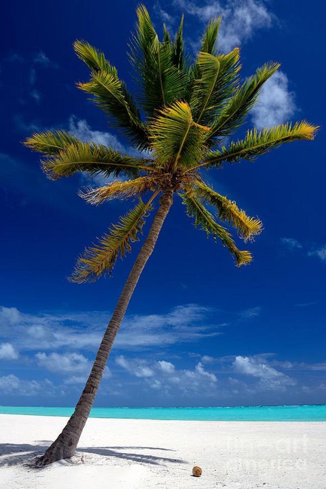 Άγιος Δομίνικος - φωτογραφίες pinterest