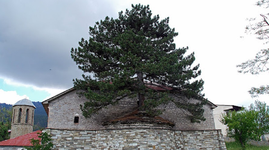 100 χρονών δέντρο μεγαλώνει μέσα σε εκκλησία- Η ιστορία