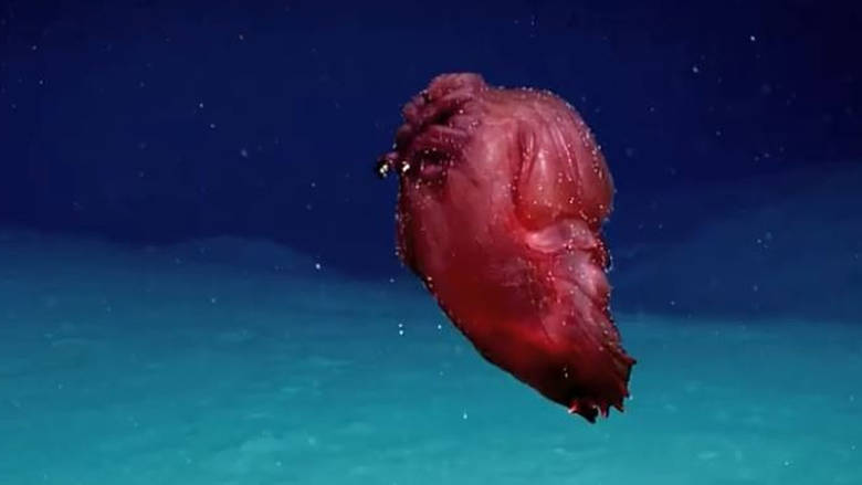 Αυτό είναι το τρομακτικό πλάσμα που εντοπίστηκε στα νερά της Ανταρκτικής (VIDEO)