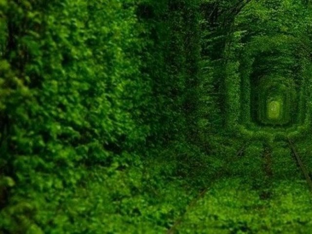 Δείτε εδώ τα ωραιότερα τούνελ από δένδρα στον κόσμο!