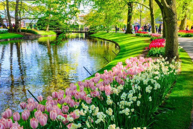 Keukenhof: Ο φημισμένος "Κήπος της Ευρώπης" στην Ολλανδία που γεμίζει με τουλίπες