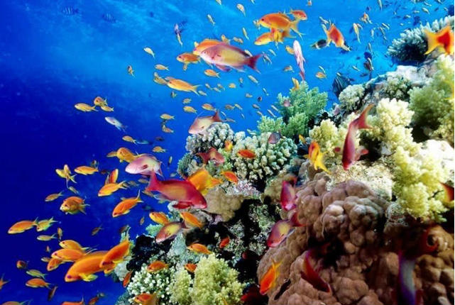Ιταλία: Εντοπίστηκε ο πρώτος κοραλλιογενής ύφαλος στη Μεσόγειο