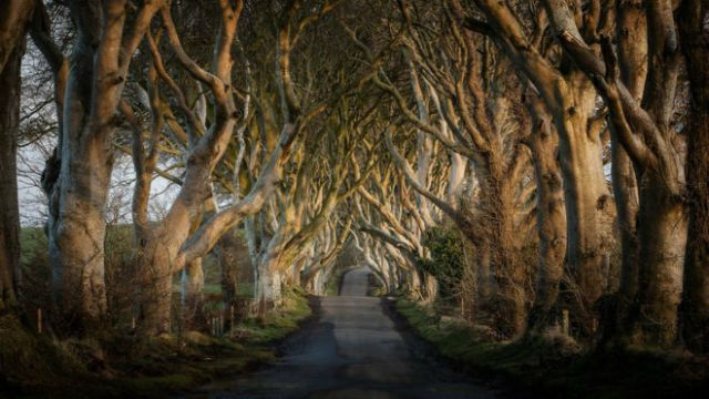 The Dark Hedges, Βόρεια Ιρλανδία