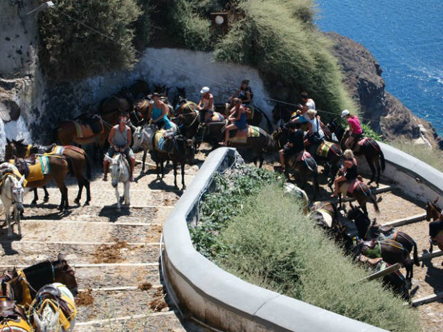 Καμπάνια ευαισθητοποίησης για τα γαϊδουράκια της Σαντορίνης!