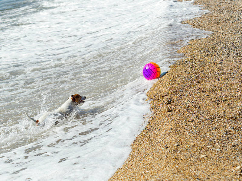 10 συμβουλές για μια αξέχαστη μέρα στην παραλία με τον σκύλο σας!