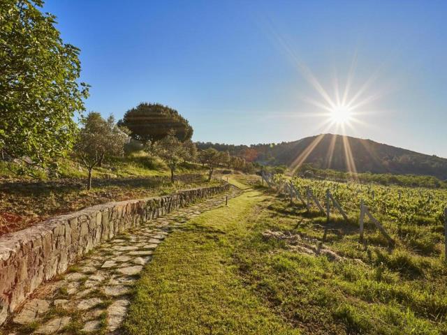 Yedi Bilgeler Vineyards – Agean Region, Τουρκία