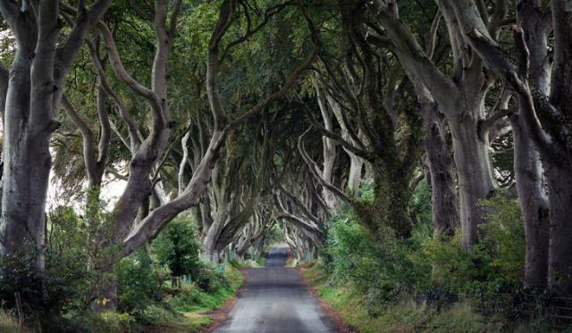 Dark Hedges Ιρλανδία