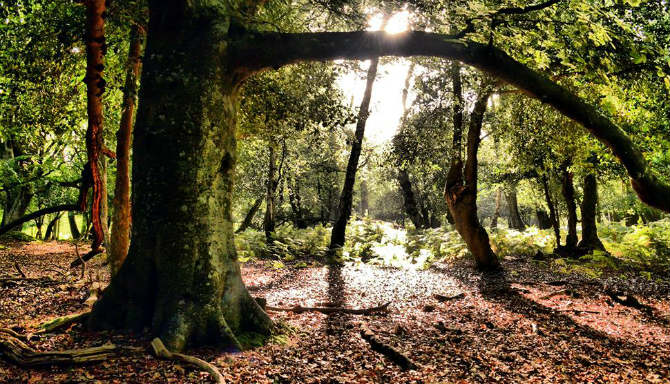 Νew Forest, Hampshire, νότια Αγγλία