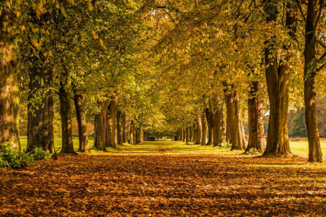 Lime Avenue στο Marbury Country Park, Cheshire, βορειοδυτική Αγγλία 