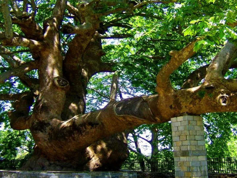 πλατάνια Θεσσαλονίκη