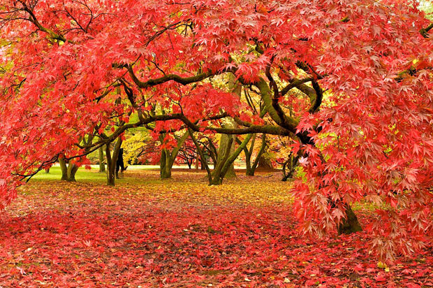 Westonbirt National Arboretum, Gloucestershire, νοτιοδυτική Αγγλία 