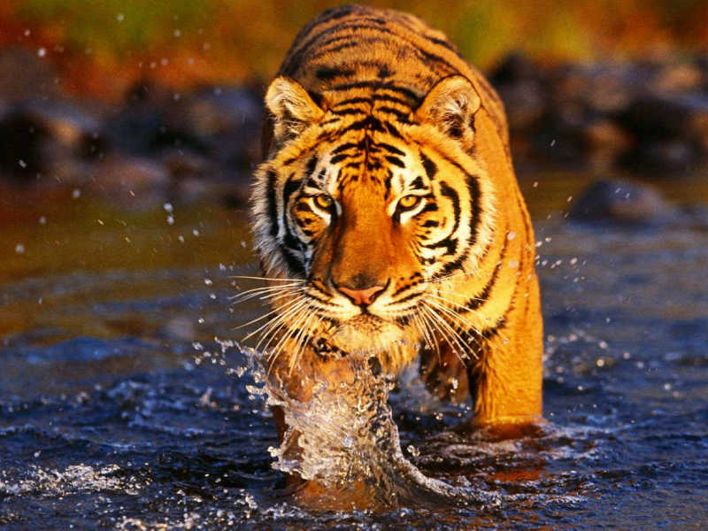 τίγρης της Βεγγάλης
