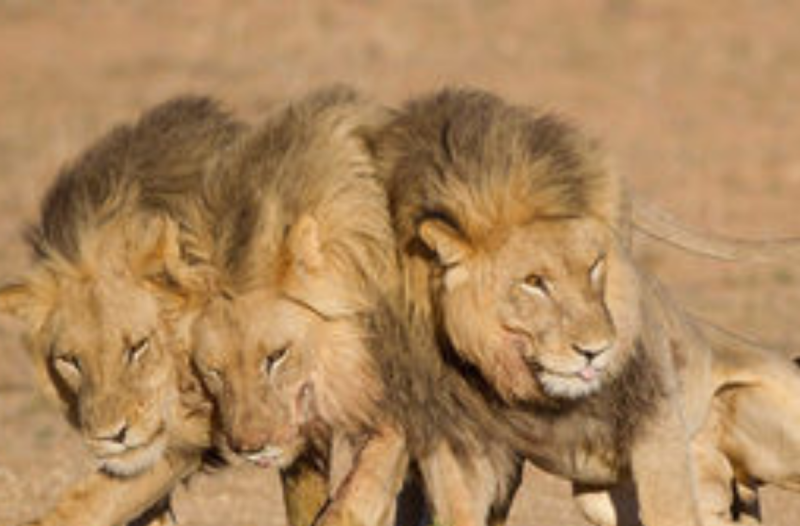 lion_heads__1_ Λιοντάρια