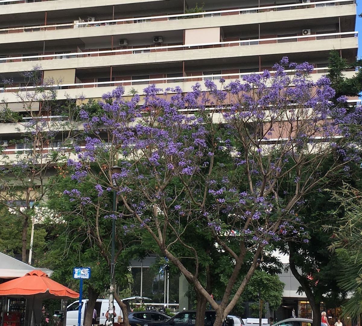 Γιακαράντα στην Πλατεία Κανελλοπούλου στους Αμελόκηπους