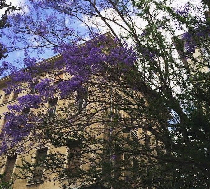 Γιακαράντες στο κέντρο της Αθήνας