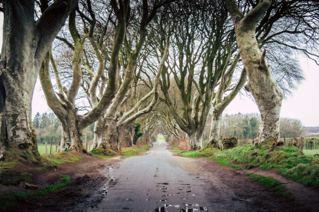 The Dark Hedges, Ballymoney, Northern Ireland