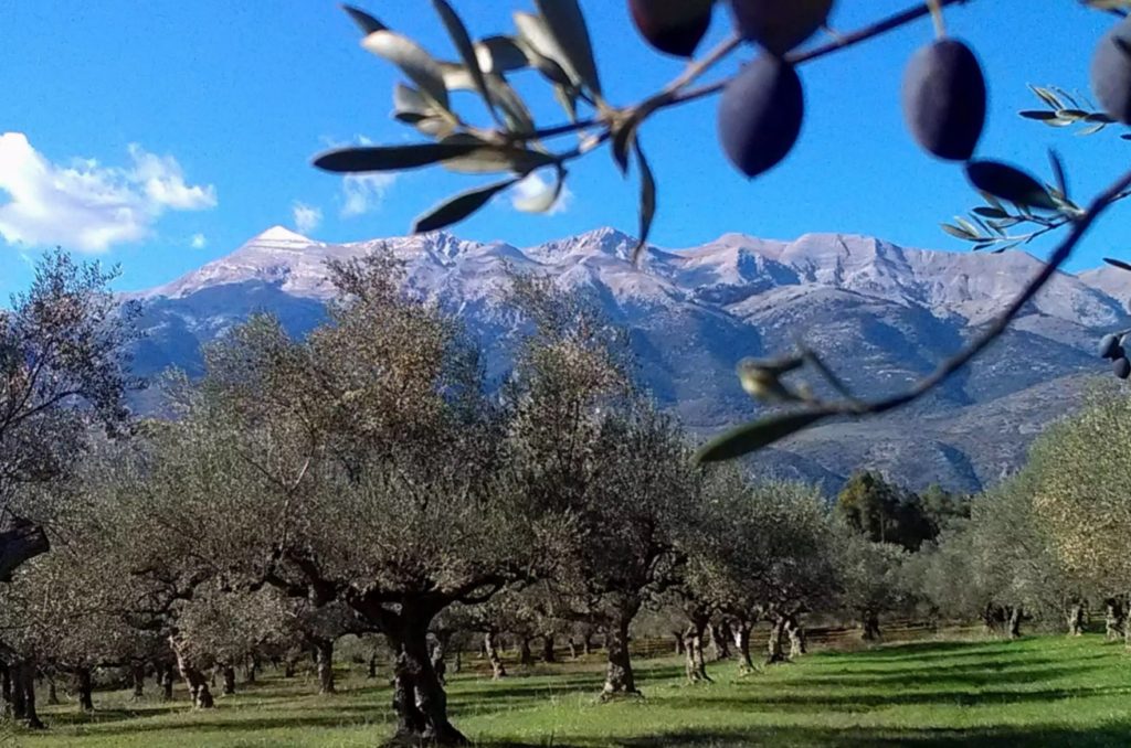 Ελαιώνας στον Ταυγετο