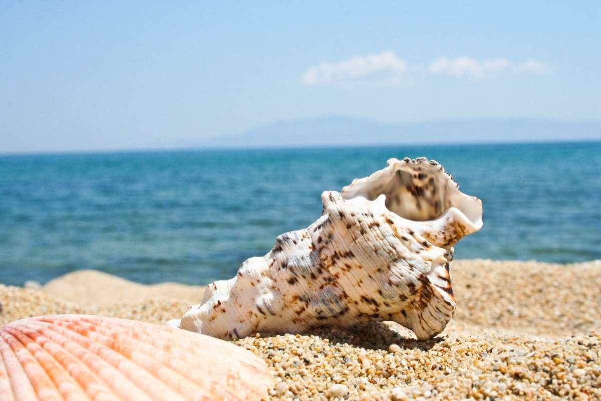 Κοχύλι παραλία Καβάλας