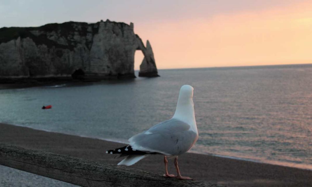 Etretat, περιστέρι