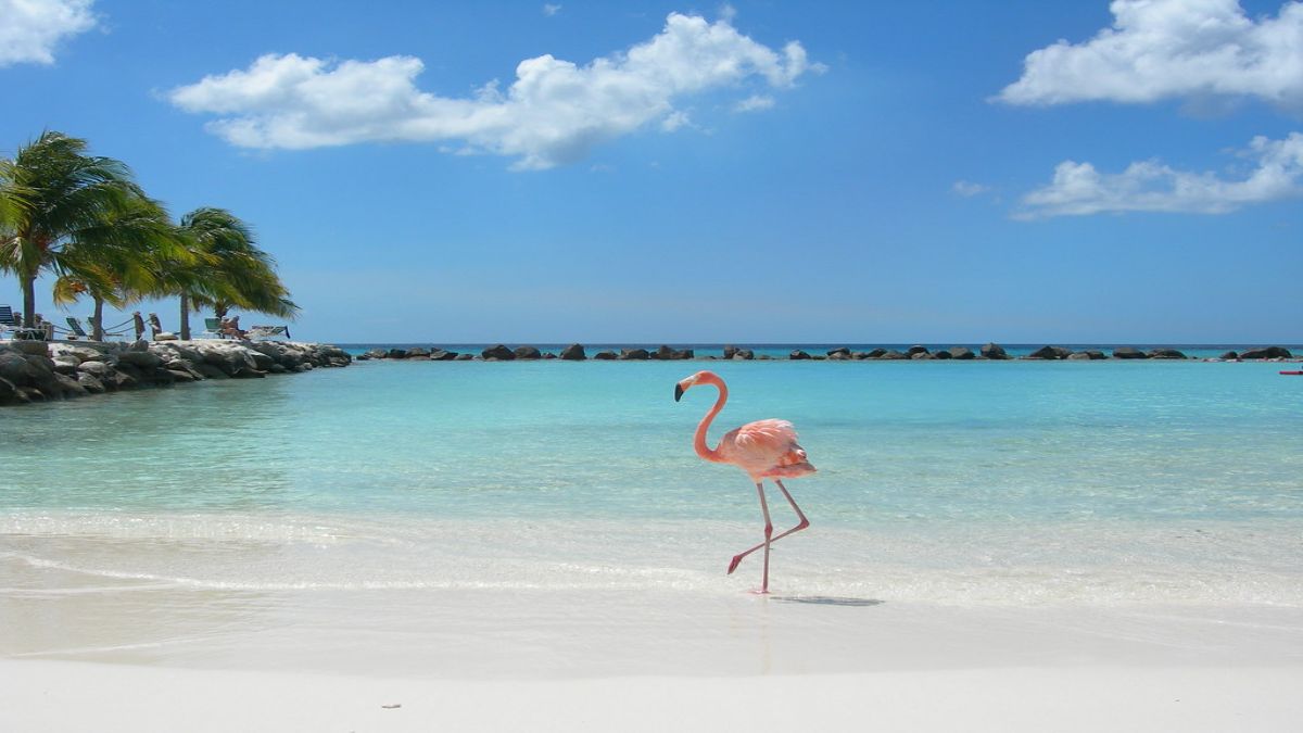 κούβα Playa Los Flamencos