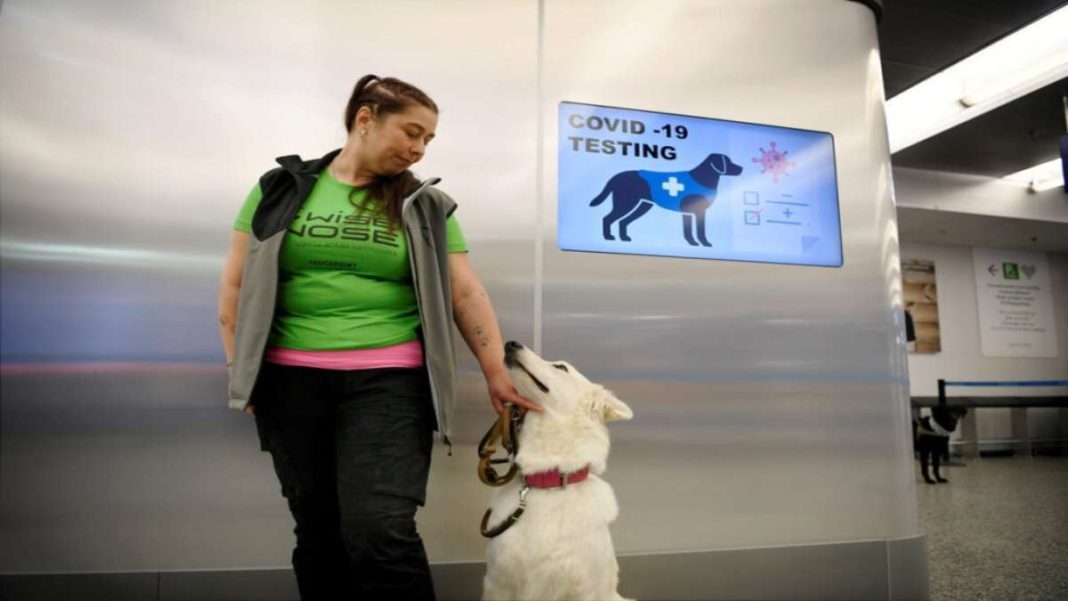 αεροδρόμιο test covid σκυλιά