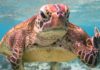 θαλάσσια χελώνα μέσα στο νερό