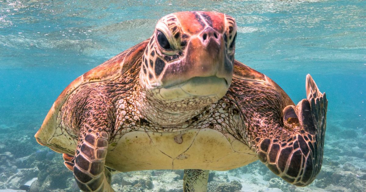 θαλάσσια χελώνα μέσα στο νερό