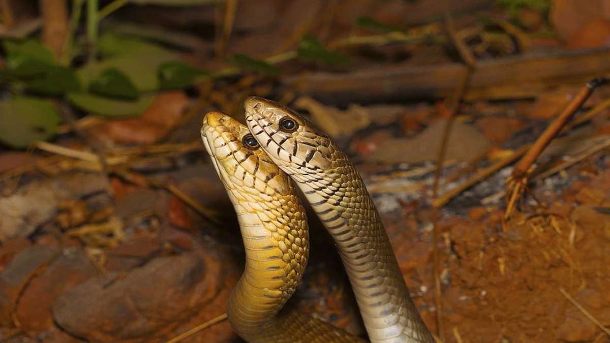 φίδια στο Μουμπάι