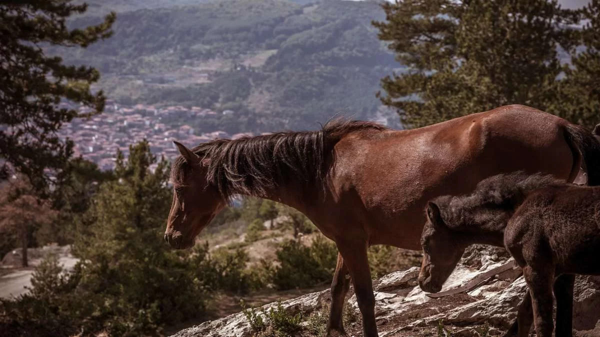 Grand Forest Metsovo δραστηριότητες