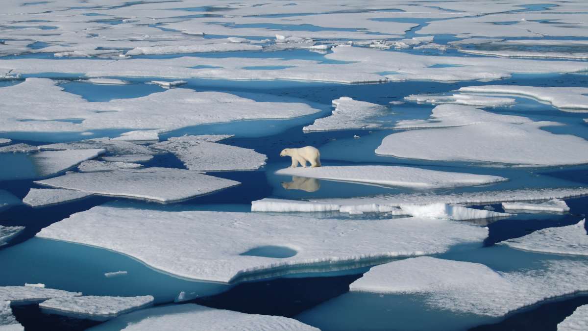γροιλανδία λιώσιμο πα΄γων πολική αρκούδα