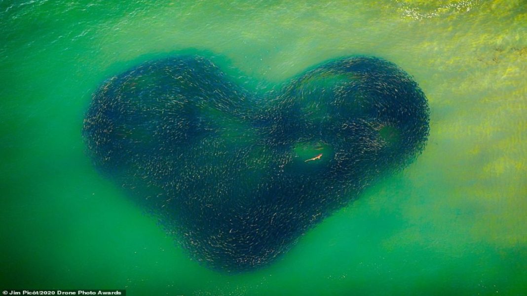 κοπάδι ψαριών σε σχήμα καρδιάς