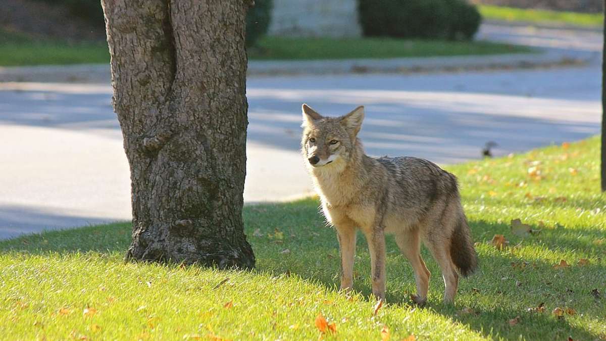 κογιότ σε πάρκο στο Σικάγο