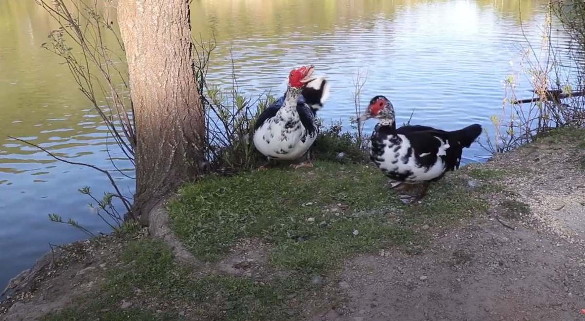 Λίμνη Μπελέτσι Αττική