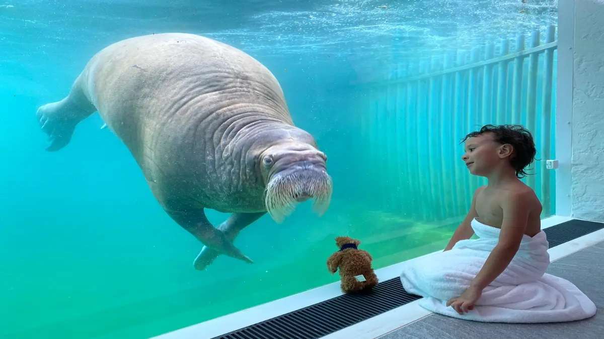 pairi daiza resort δωμάτιο κάτω από νερό αγόρι θαλάσσιος ελέφαντας