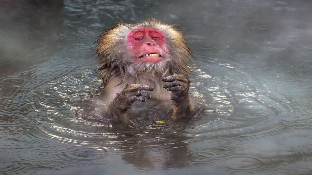 πίθηκος κολυμπάει σε κρύο νερό