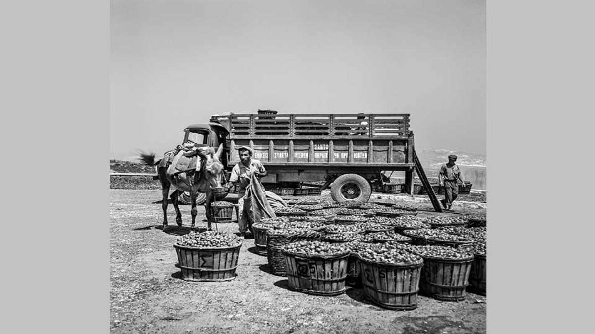 σαντορίνη 1950 μεταφορά ντομάτες με γάιδαρο