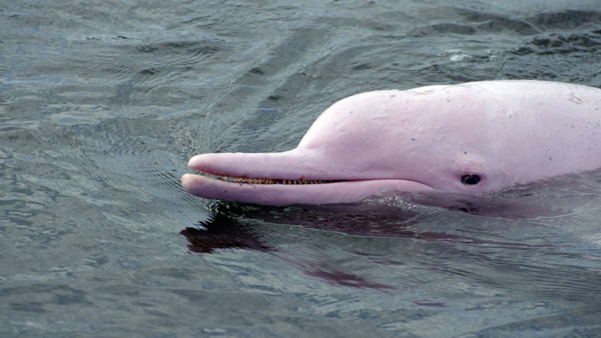 σπάνιο ροζ δελφίνι στο Χονγκ Κονγκ κοντινό