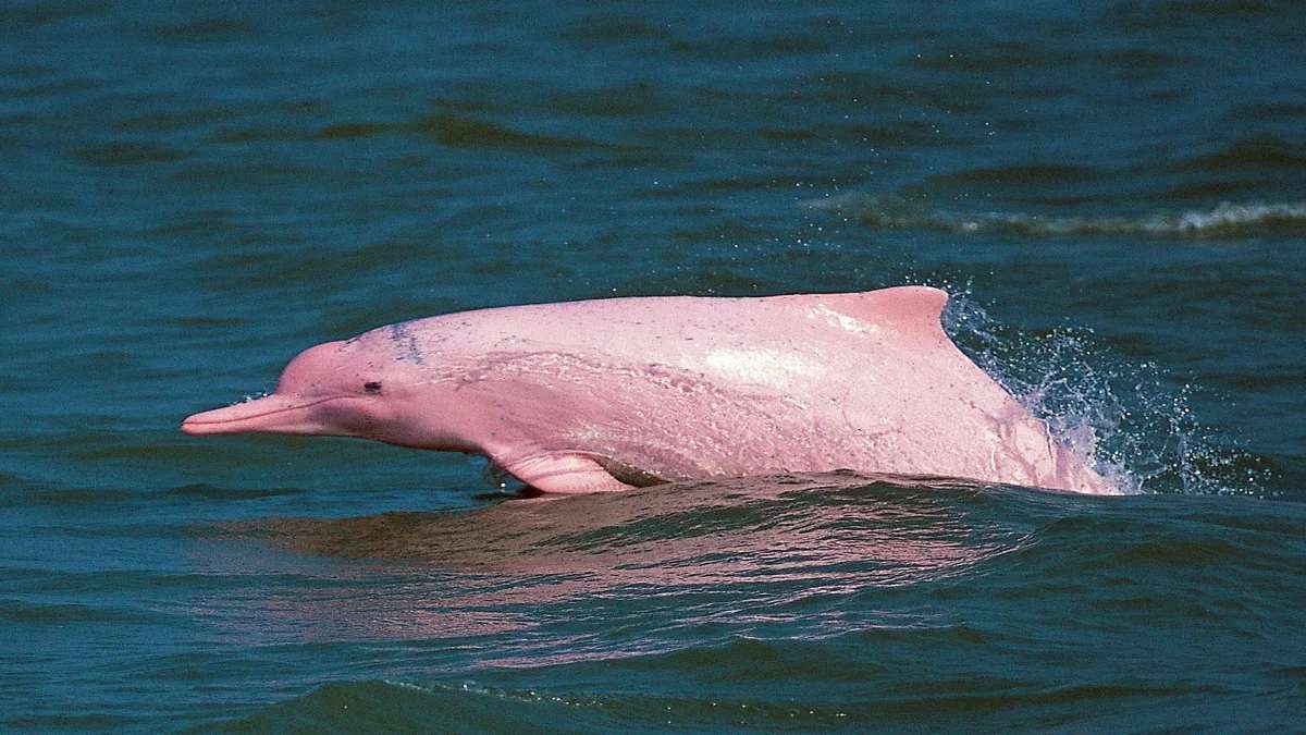 σπάνιο ροζ δελφίνι πάνω στο νερό 