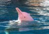 σπάνιο ροζ δελφίνι στο Χονγκ Κονγκ