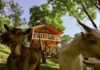 transylvania tree house δεντρόσπιτο ζώα