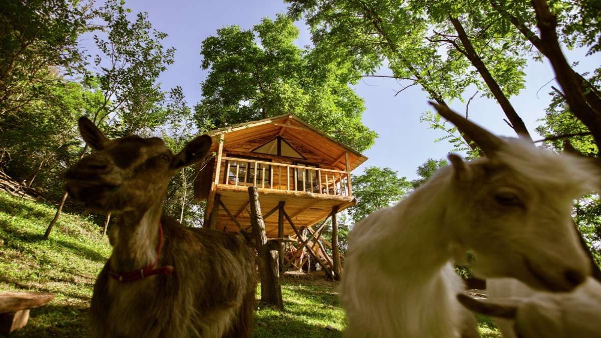 transylvania tree house δεντρόσπιτο ζώα