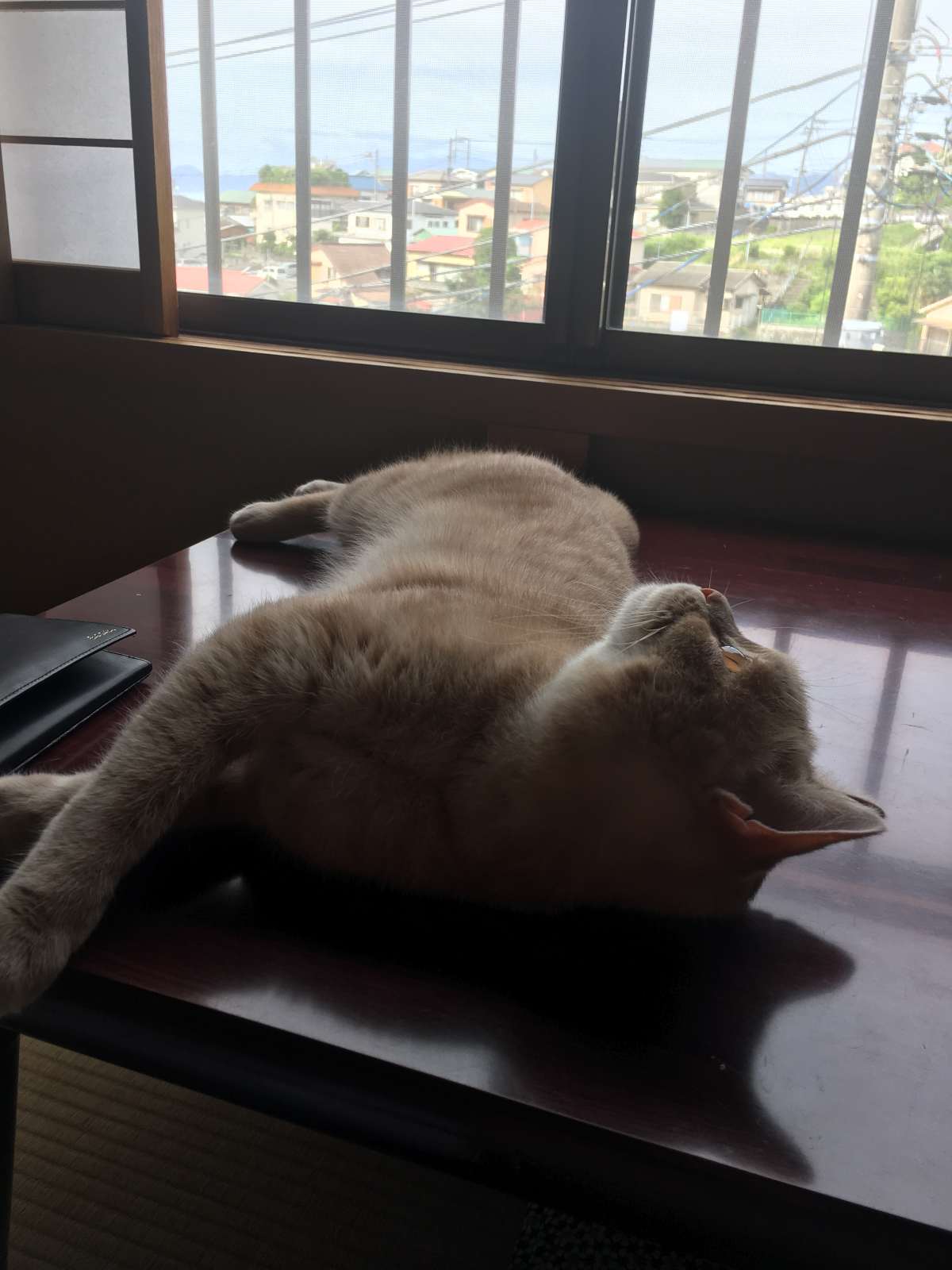 γάτα στο ξενοδοχείο My Cat Yugawara
