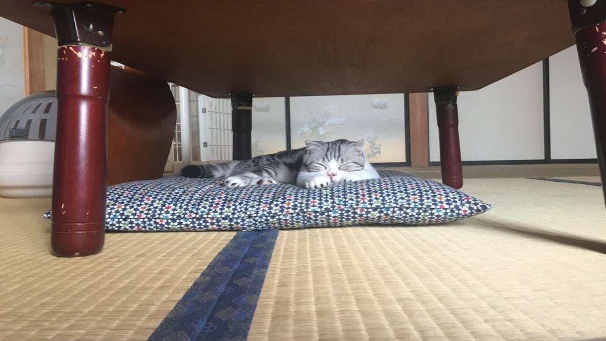 γάτα στο ξενοδοχείο My Cat Yugawara